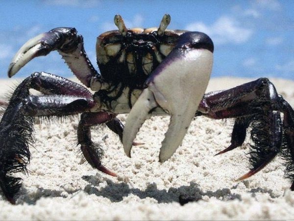 Caranguejo-uçá — Foto: Arquivo Pessoal