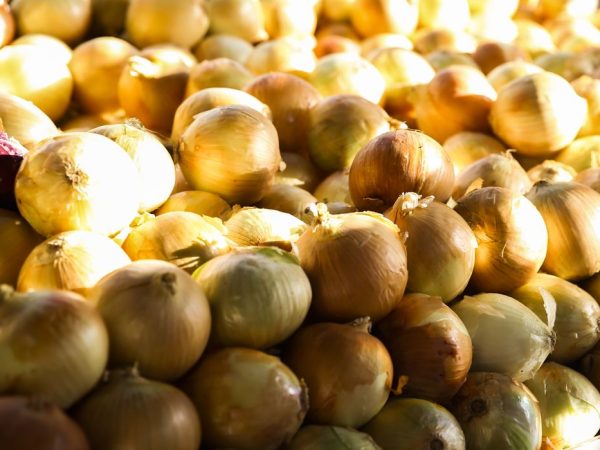 Cebola