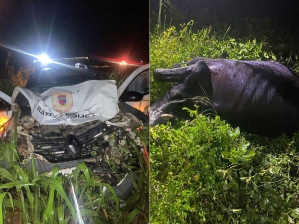 vaca1 Viatura policial atingiu vaca que estava com outros animais na BR-405 no RN — Foto: Reprodução