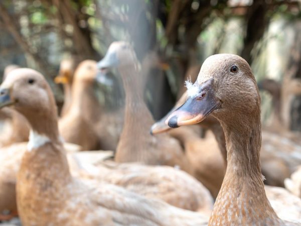 vecteezy_the-large-group-of-healthy-brown-ducks-in-a-domestic-farm_22340663 The large group of healthy brown ducks in a domestic farm for the agriculture concept.