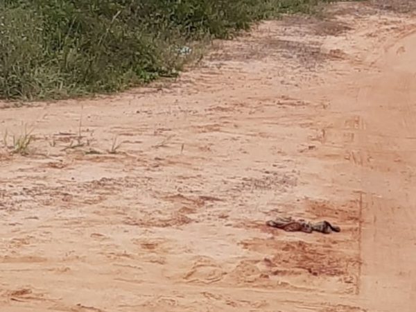 Vítima foi deixada em estrada de terra na região conhecida como Taborda, em São José de Mipibu.  — Foto: Sérgio Henrique Santos/Inter TV Cabugi