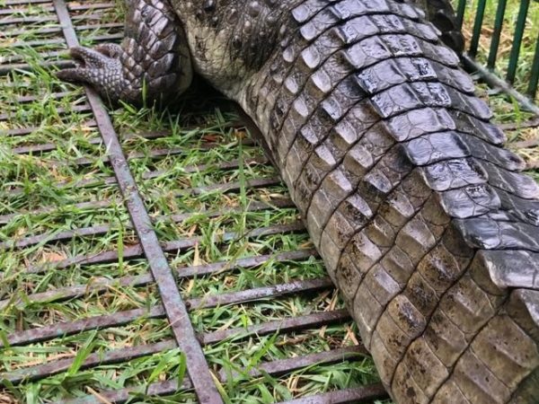 Jacaré encontrado em Natal mede 1,70 metros e pesa 35 quilos — Foto: Redes sociais