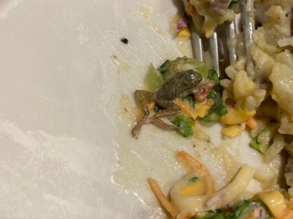A imagem do animal no prato ganhou as redes sociais e viralizou. — Foto: Cedida