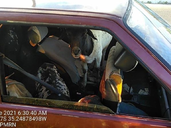 Ovelhas foram achadas dentro de carro, com suspeitos de roubo a propriedades rurais no RN — Foto: Divulgação