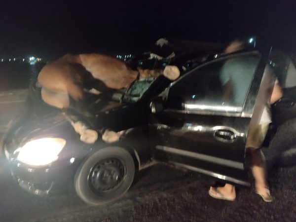 Carro atingiu cavalo e duas pessoas ficaram feridas na BR-110 em Areia Branca, RN — Foto: Redes sociais