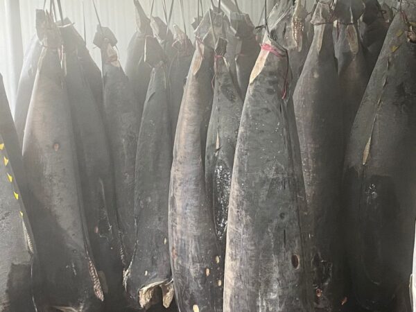 Pesca de atum é suspensa e produtores do RN estimam prejuízo de R$ 30 milhões — Foto: Pedro Trindade/Inter TV Cabugi