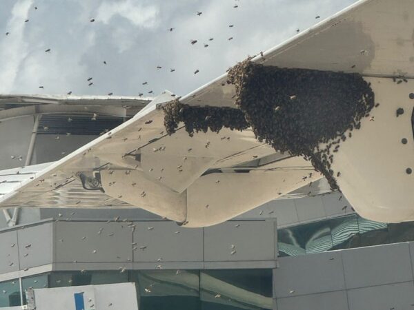 'Nuvem de abelhas' faz passageiros de avião esperarem 40 minutos pelo desembarque em Natal — Foto: Cedida