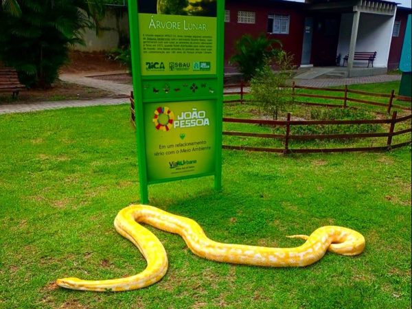 Cobra píton resgatada em Alagoas foi enviada para zoológico na Paraíba — Foto: Arquivo pessoal