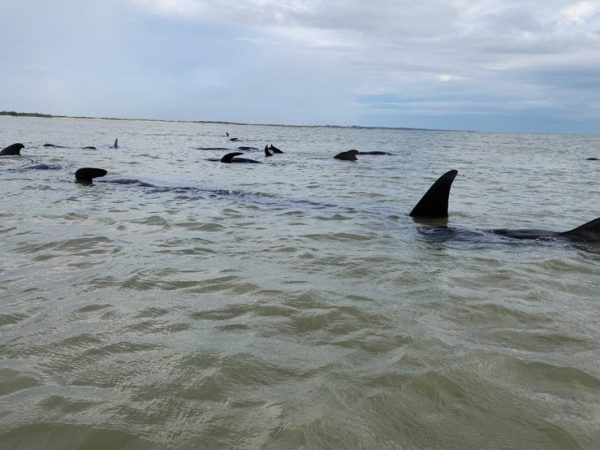 Pelo menos 21 baleias encalham em praia do Litoral Norte potiguar — Foto: Reprodução