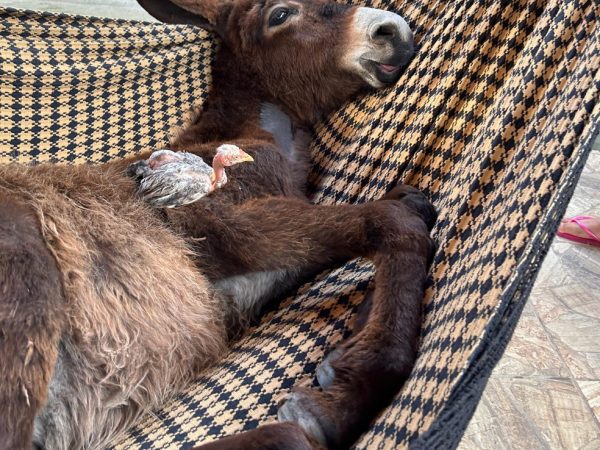 Todos os dias Eclipse tira seu cochilo na rede com seu novo companheiro: um pintinho — Foto: Lucas Cortez/Inter TV Cabugi