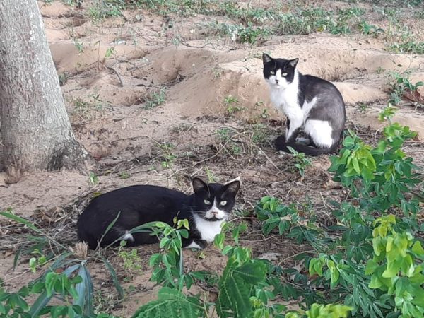Gatos de rua na Zona Sul de Natal RN Rio Grande do Norte — Foto: Sérgio Henrique Santos/Inter TV Cabugi