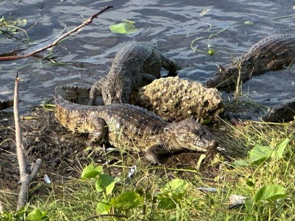 Jacarés em lago em Maracajaú, no litoral do Rio Grande do Norte — Foto: Kleber Teixeira/Inter TV Cabugi