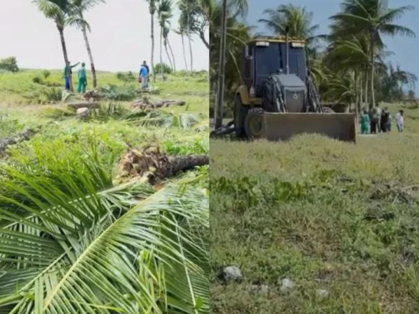 Justiça Federal manda suspender derrubada de coqueiros em praia de Camboinha, na Paraíba — Foto: Justiça Federal