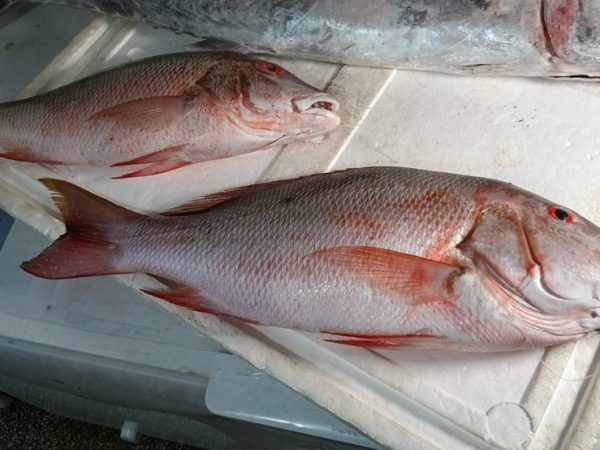 Ciguatera é uma intoxicação alimentar causada pela ingestão de peixes contaminados com toxinas produzidas por microalgas que se proliferam em recifes de corais tropicais e subtropicais — Foto: Brunno Rocha/Inter TV Cabugi
