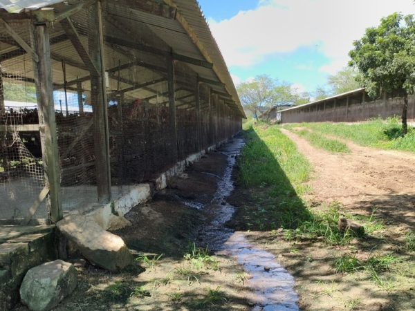 whatsapp-image-2026-06-11-at-17.51.03 Dona de granja de galinhas é presa por poluição ambiental, em Campina Grande — Foto: Polícia Civil