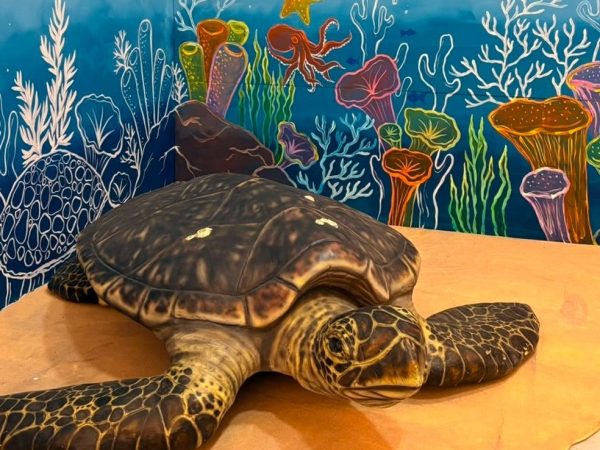 Exposição gratuita celebra o Dia Internacional das Tartarugas Marinhas no Midway Mall — Foto: Divulgação