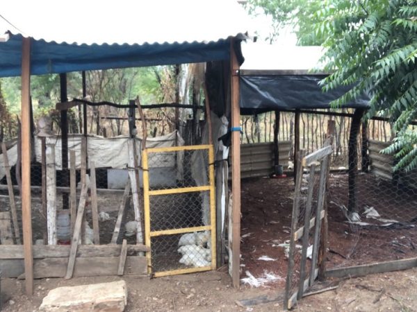 Produtor encontrou galinheiro destruído — Foto: Cedida